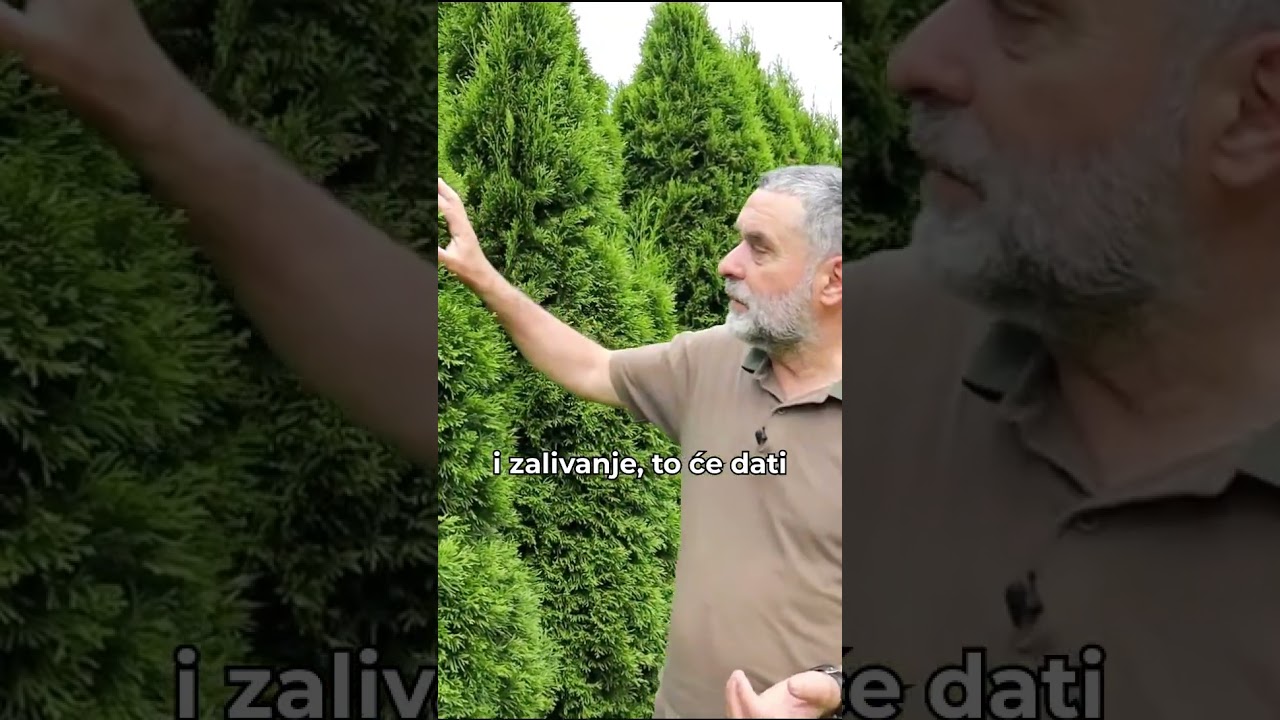 Smaragdna živa ograda