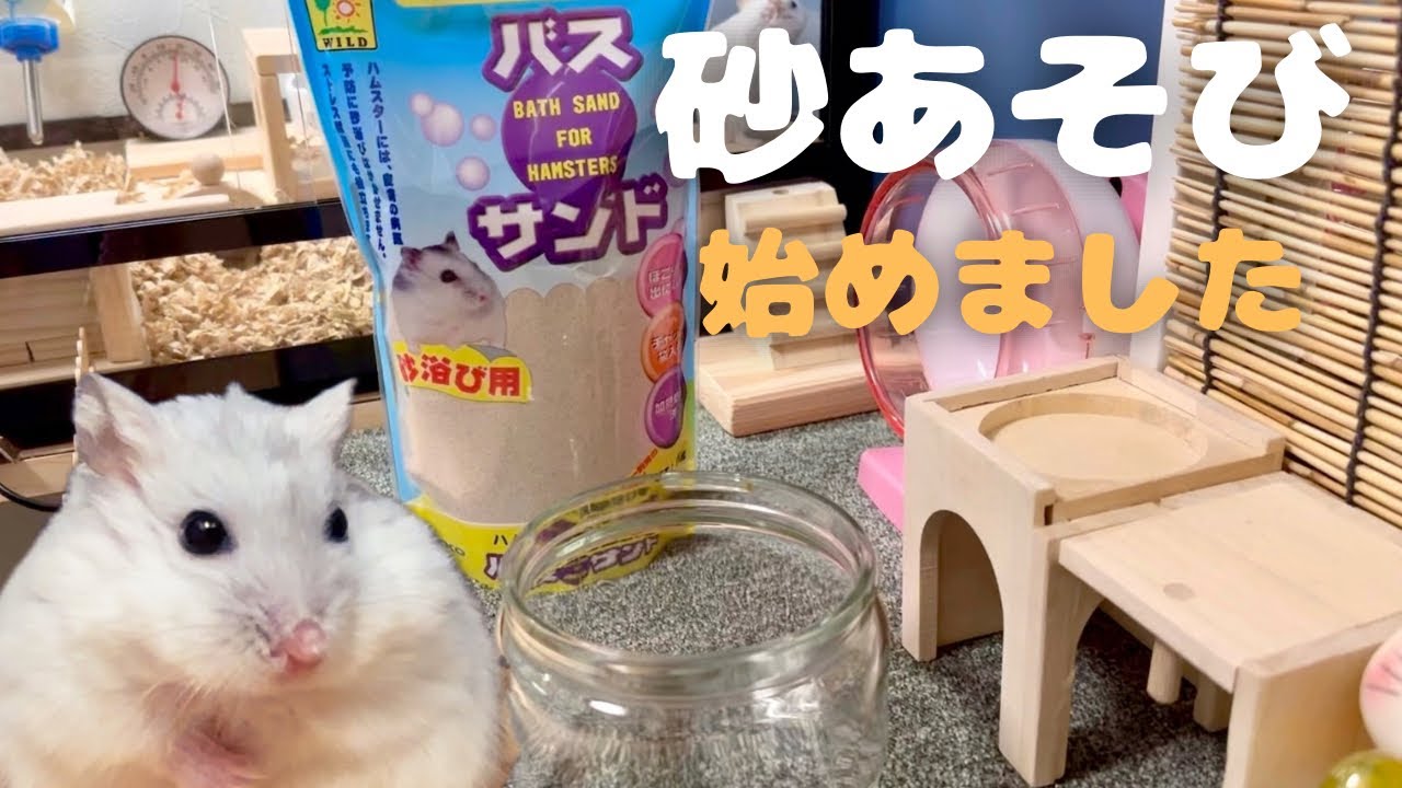初めての砂遊び【ハムスターの日常】