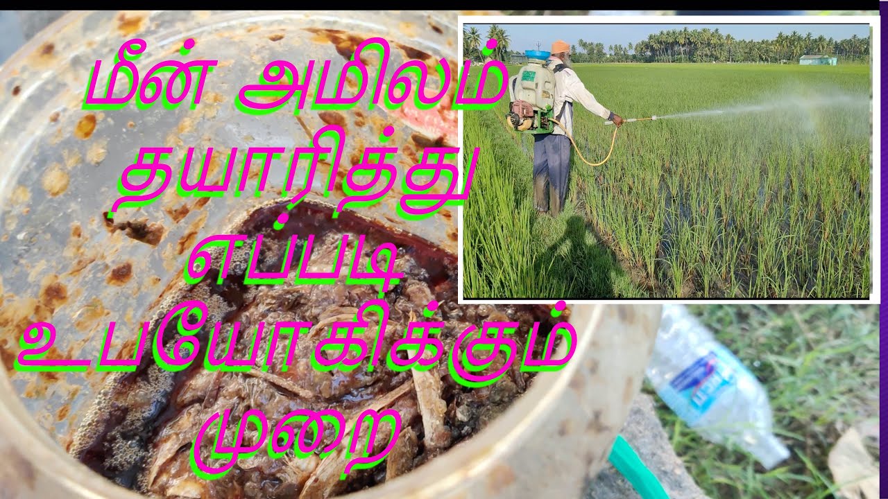 மீன் அமிலம் தயாரித்து எப்படி உபயோகிக்கும் முறை