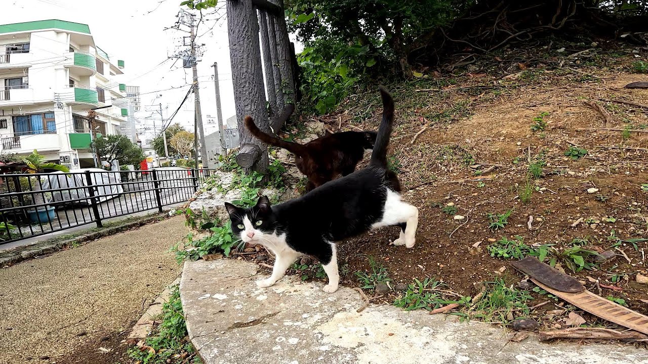 撮影してたら奥から仲良し野良猫が出てくてくれた
