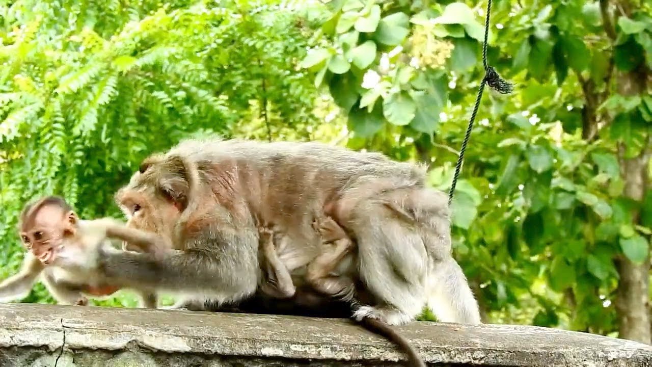 Mistreating baby Tessa, monkey Teva run out to made monkey Barry warning Tessa
