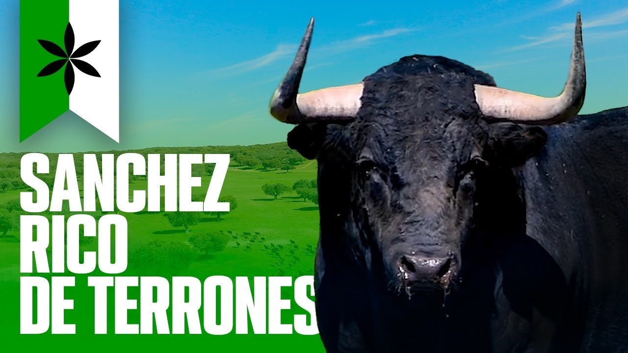 GANADERIA SANCHEZ RICO DE TERRONES I TOROS 2023 🐂