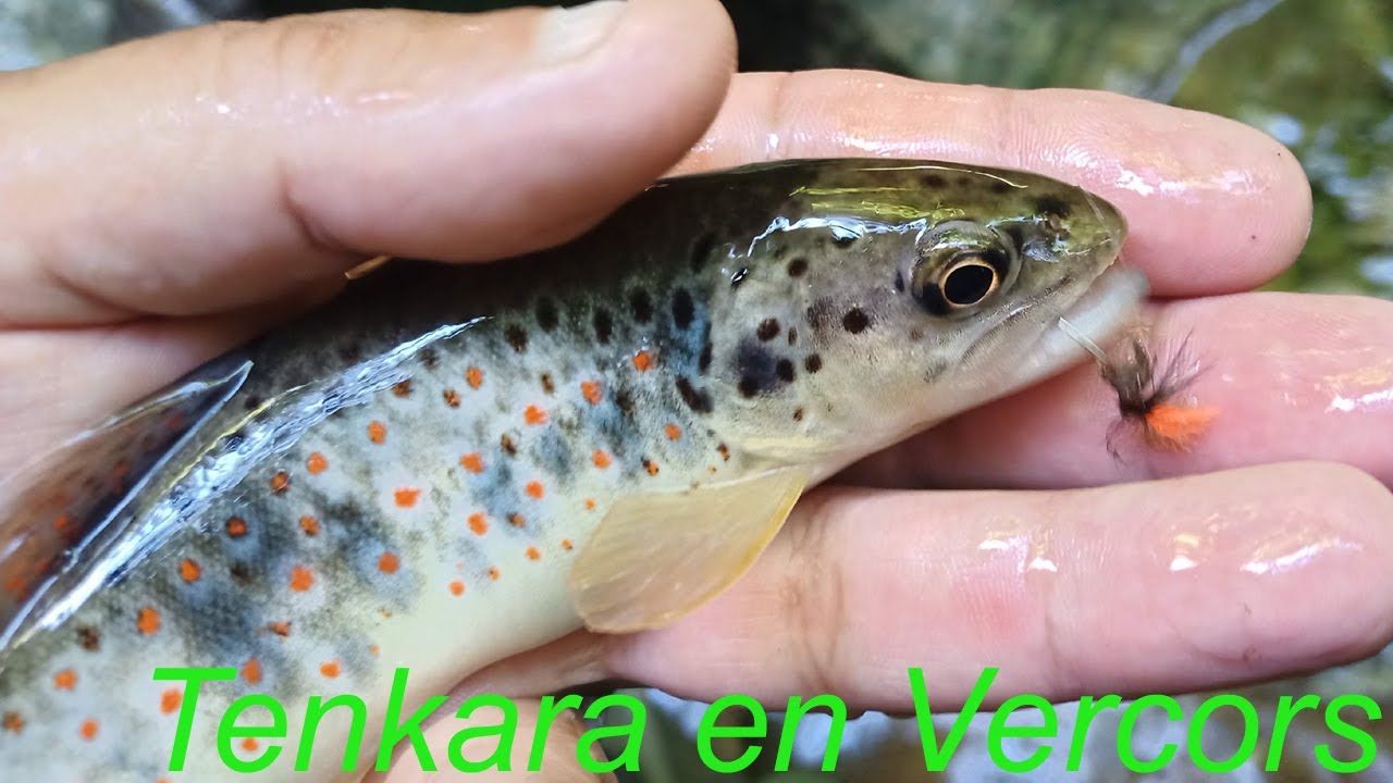 Vercors 2022 pêche à la mouche en Tenkara dans un canyon.