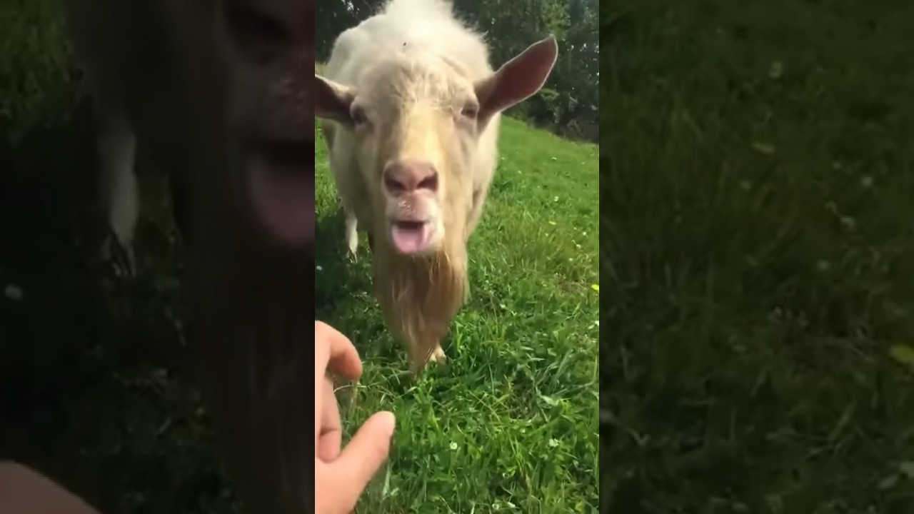 Goat Jumpscare