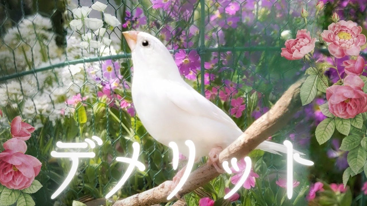 【ジュウシマツのデメリット】小鳥を飼う前に！十姉妹のメリットとデメリットです。飼いやすい小鳥のジュウシマツの育て方です。鳥の性格 Society finch Bengalese Finch, bird