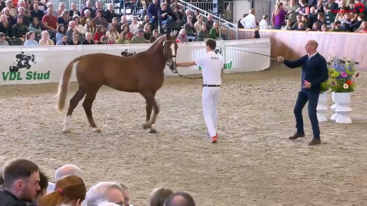 Aston VDL (Aganix de Seigneur x For Pleasure x Nabab de Reve) geb. 2021. NRPS goedgekeurde hengst.