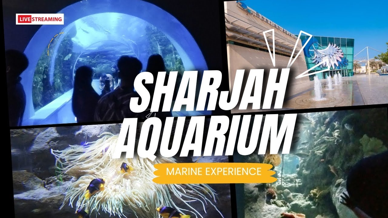 Sharjah Aquarium| The Adventure Tour | Experience Underwater Marine Life