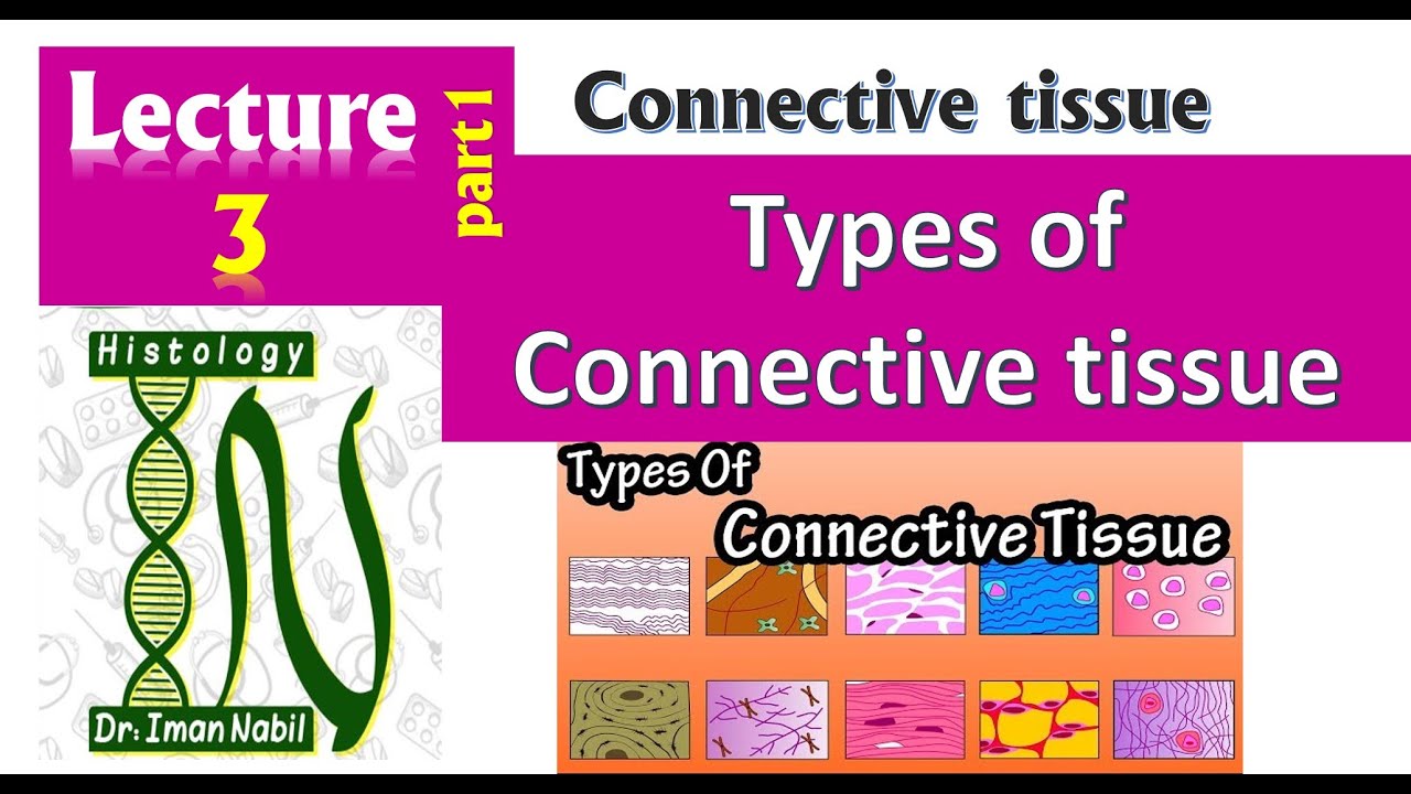 3a-Types of connective tissue part1-Histology