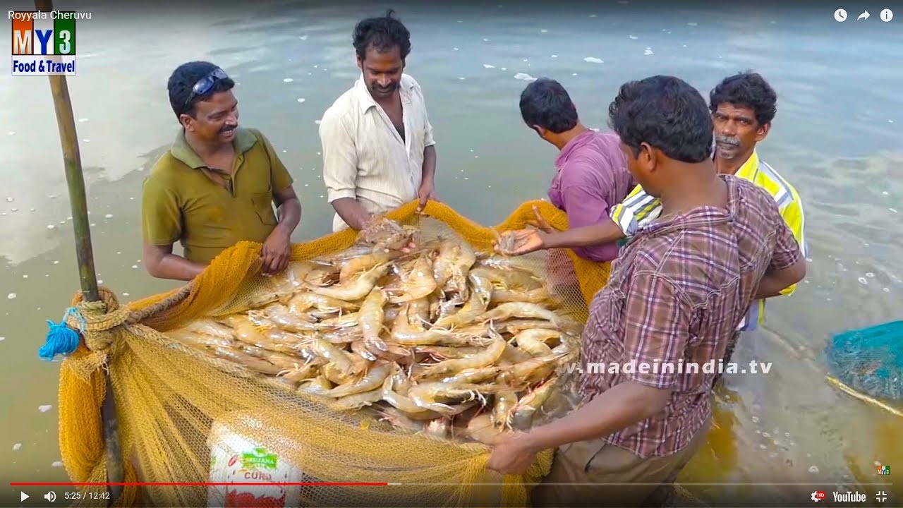 Prawn Catching | Indian prawn Cultivation | Madeinindia