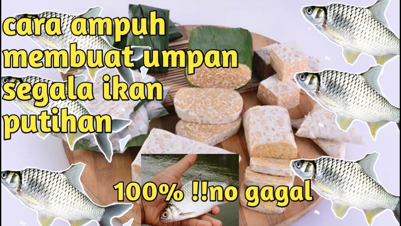 Cara meracik umpan buat segala ikan putihan diarus deras maupun tenang !!#Nnyokchanel