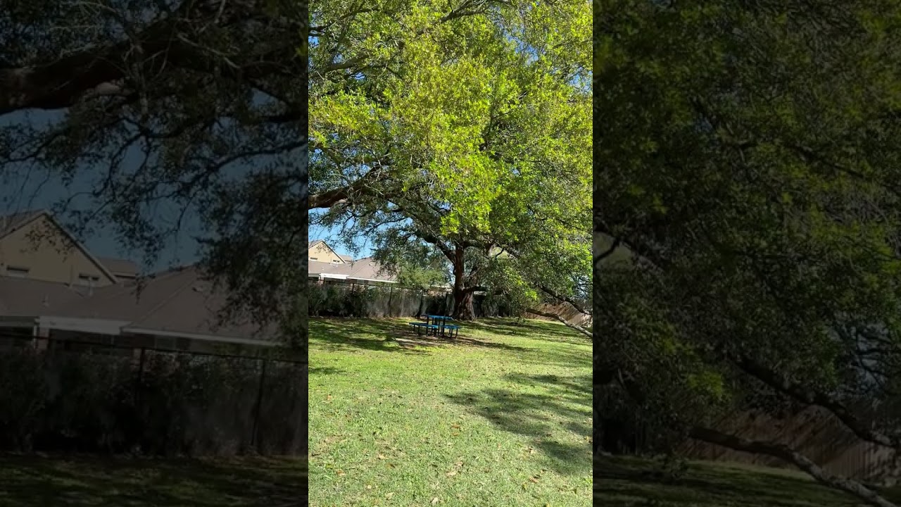 Dog Park with Naya 