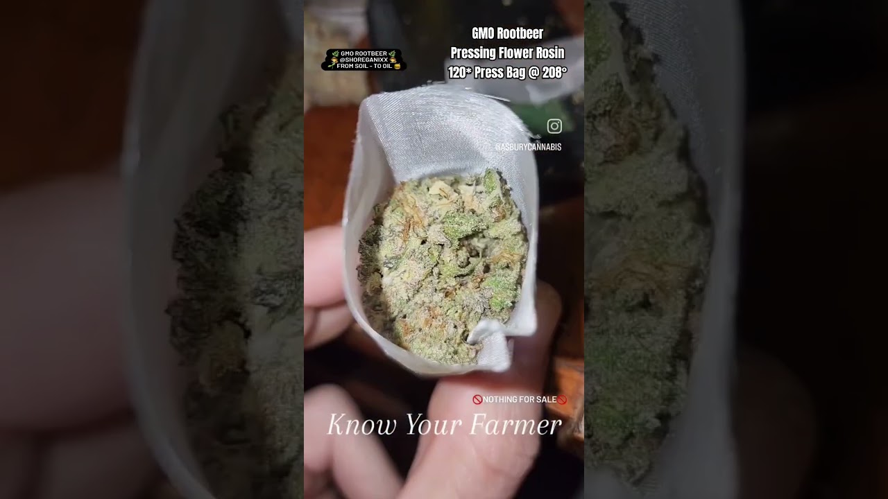 Pressing Flower Rosin w/ fresh Cured Buds of GMO Rootbeer w/ tips for large yield extractions! 📧 Q&A