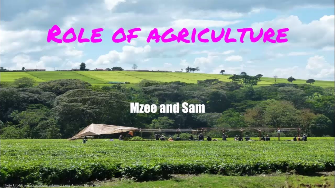 1Room Kenya KCSE Agriculture Form 1 Lesson 5: Role of Agriculture in the Economy