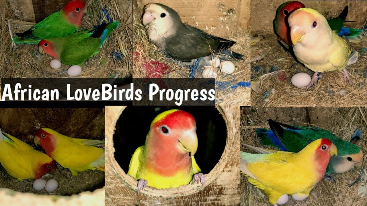 African LoveBirds Breeding progress start in Colony