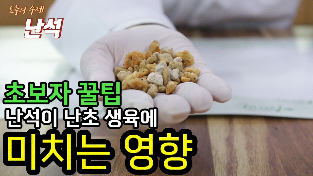 35편 난석 그것이 알고싶다   [춘란,명장,다육,난초,낚시,약초,주식,재테크]