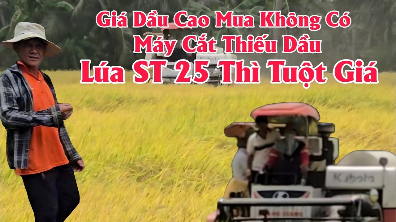 9/3 Giá Dầu Lên Cao Máy Cắt Thì Thiếu Dầu √ Giá Lúa ST 25 Tuột Giá #cuôcsốngđồngquê 