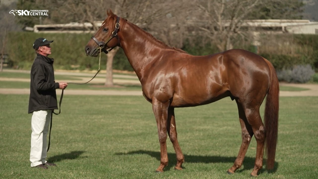 BRED TO WIN BLUE GUM FARM EP 11 2024