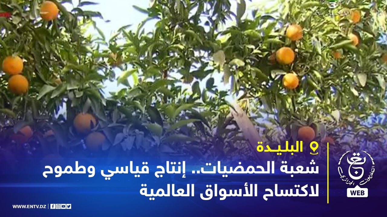 البليدة | شعبة الحمضيات.. إنتاج قياسي وطموح لاكتساح الأسواق العالمية