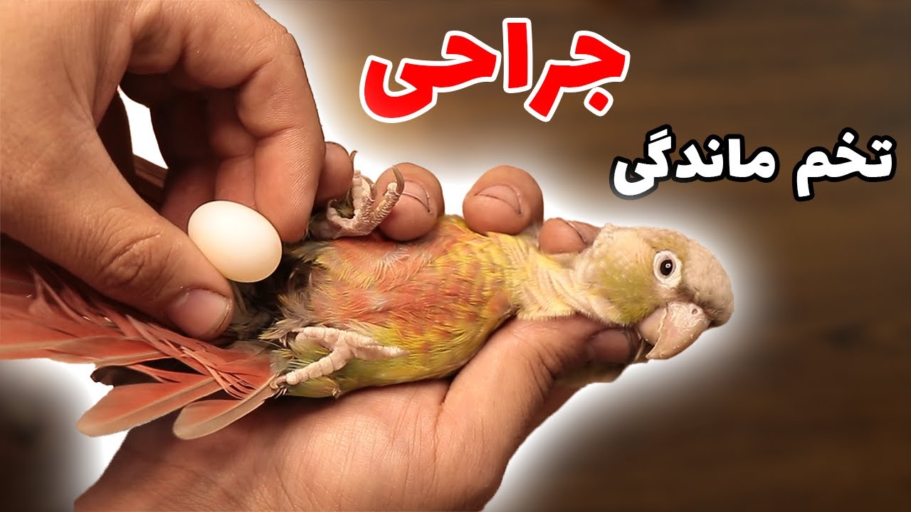 نجات دادن طوطی از تخم ماندگی (درمان تخم ماندگی ) || how to save an egg bound bird