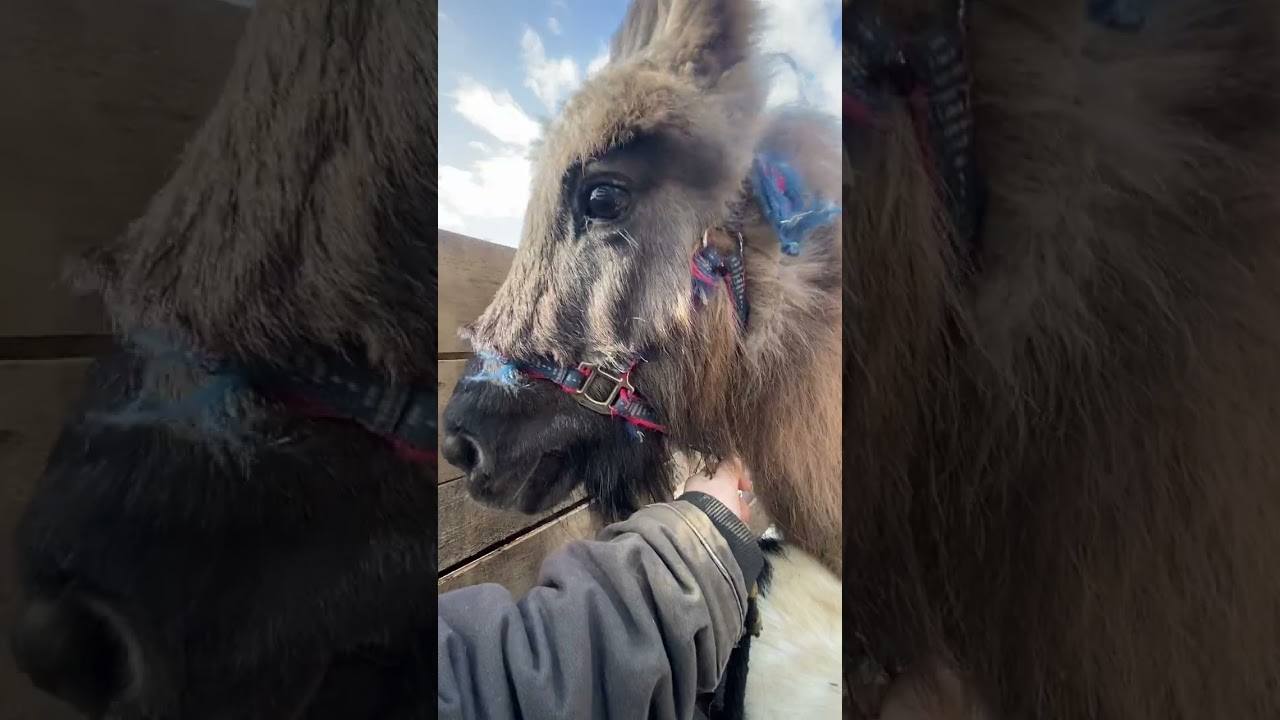 2/22/26 #minihorse #goat welcome to the farm. We hauled them home on a lawn trailer.