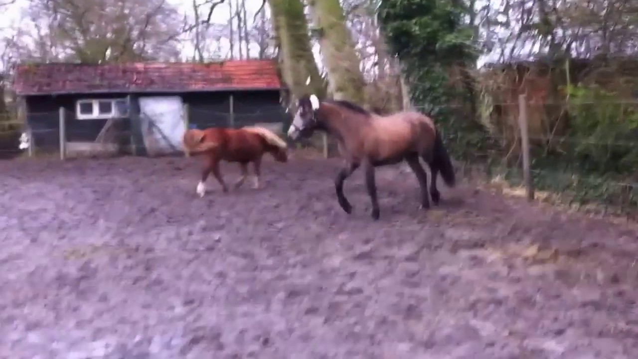 Maxima - I love it !