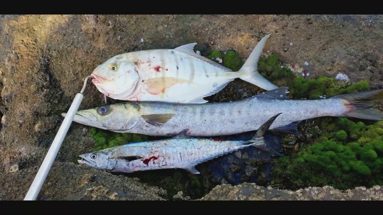 Hooking Kingfish And Golden Travelly With Megabass Kanata Lure - Epic Shoreline Fishing Adventure!
