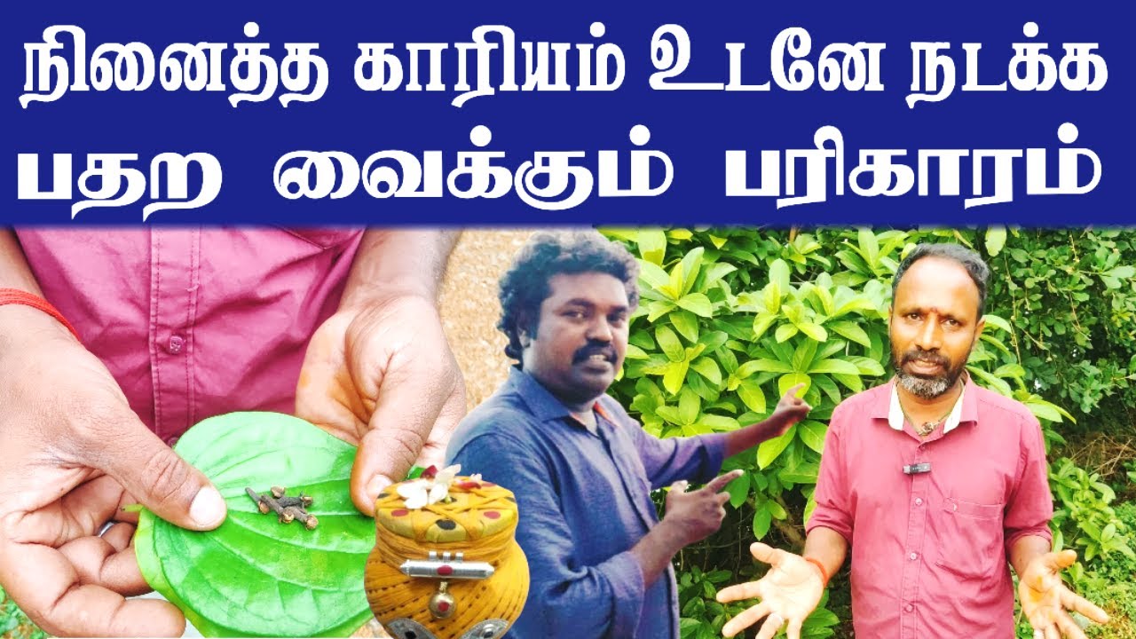 வேண்டிய அனைத்தும் தரும் அதி சக்திவாய்ந்த வெற்றிலை பரிகாரங்கள் | Vetrilai Pariharam Tips in Tamil