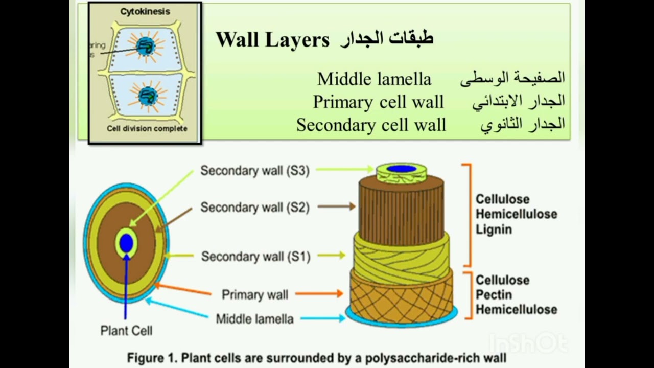 الجزء الاول للمحاضرة الثانية لتشريح النبات