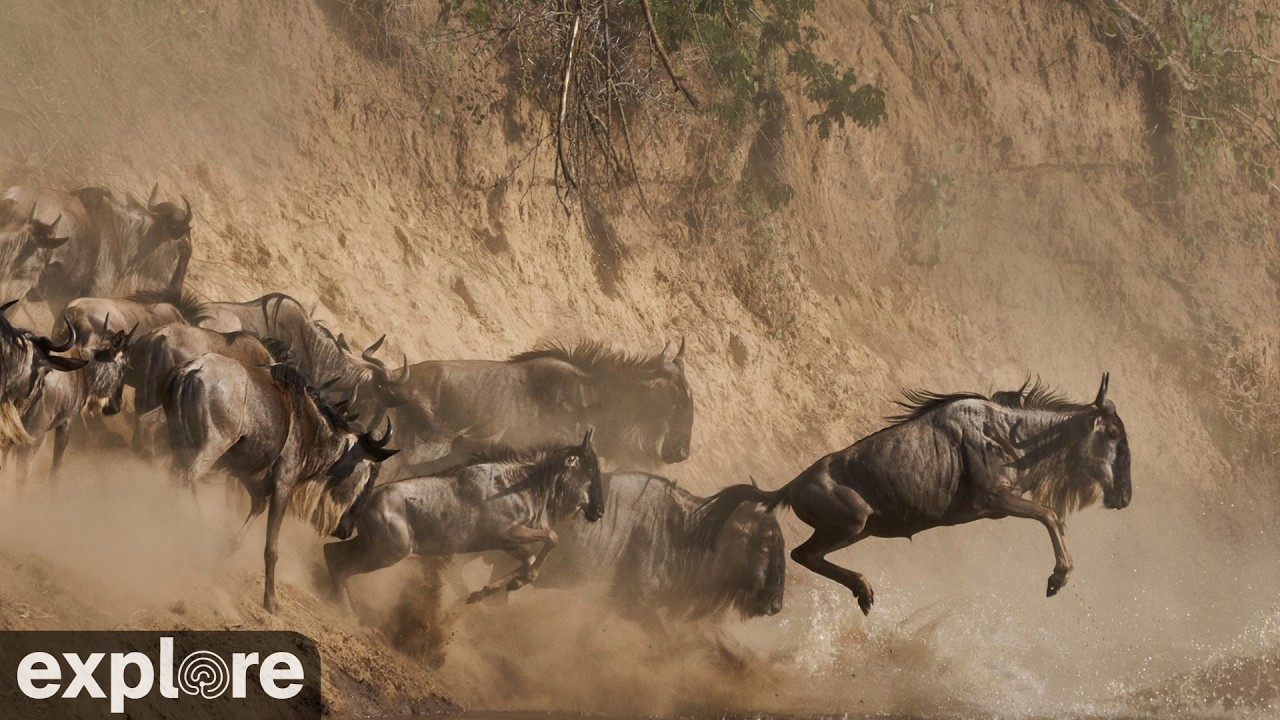 LIVE Main Crossing: Masai Mara Great Migration River Crossing - Africam | explore.org