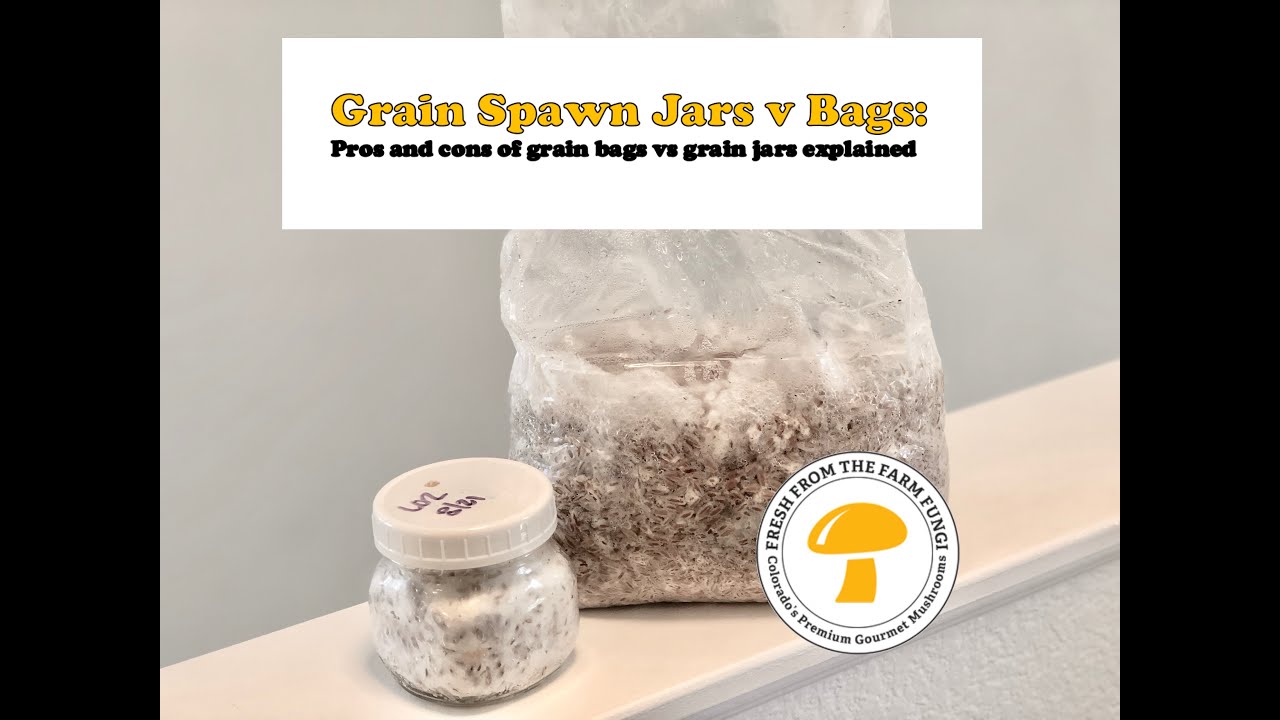 Grain Spawn Jars vs Bags explained: Pros and cons of grain bags vs grain jars