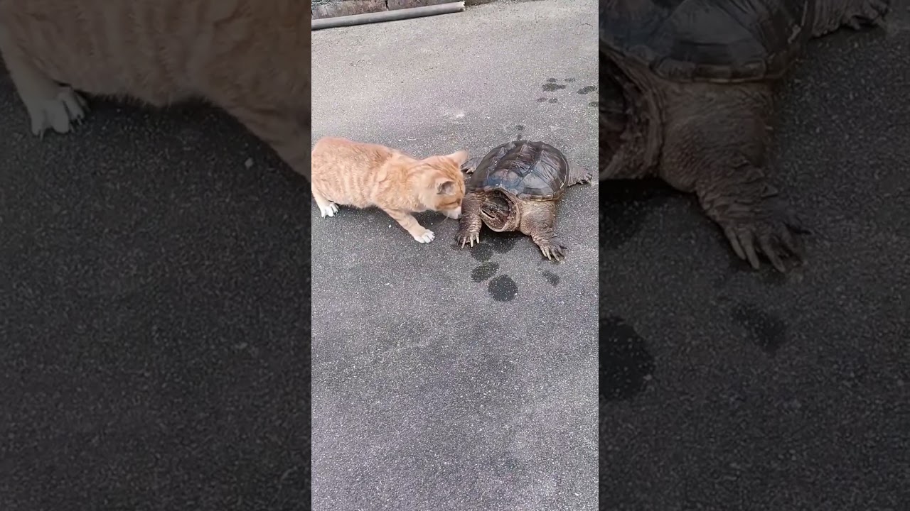 Cats Reflexes 💀 🗿