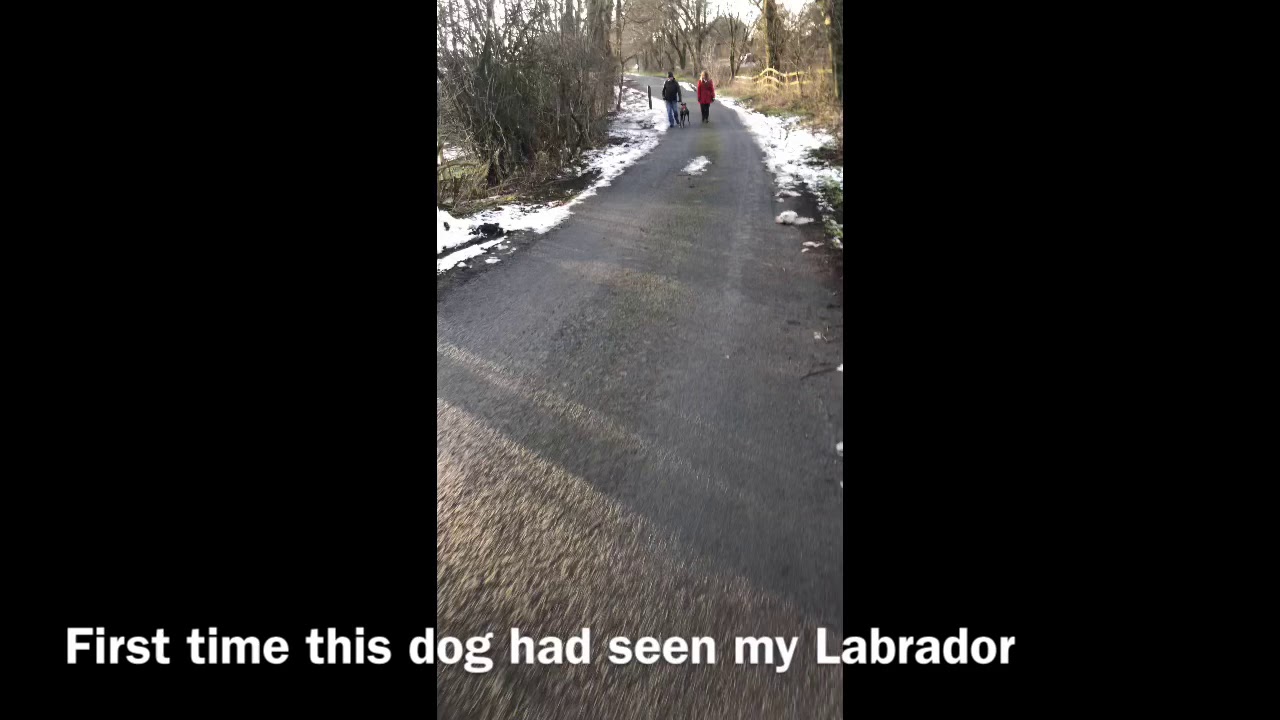 Dog reactive Bull-Lurcher