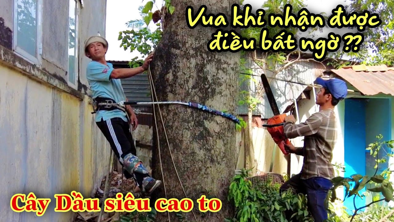 Chấn động! Trễ Chút Là Sập Nhà Vua Khỉ Miền Tây Và Đệ Tử Cưa Cây Dầu Siêu Cao To Làm Nứt Tường