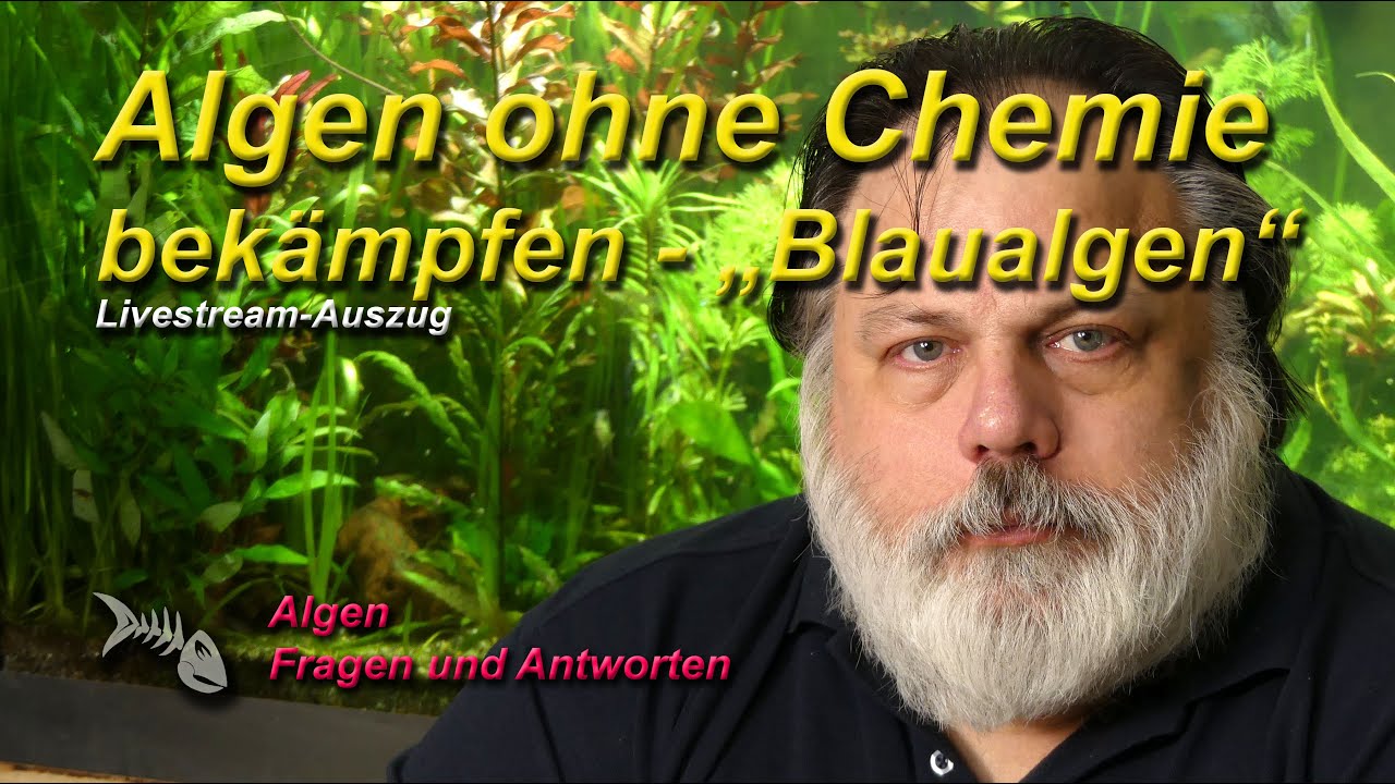 Algen, Algen, Algen - #4 Blaualgen, Cyanos - Warum ich Algen im Aquarium nie mit Chemie bek&auml;mpfe