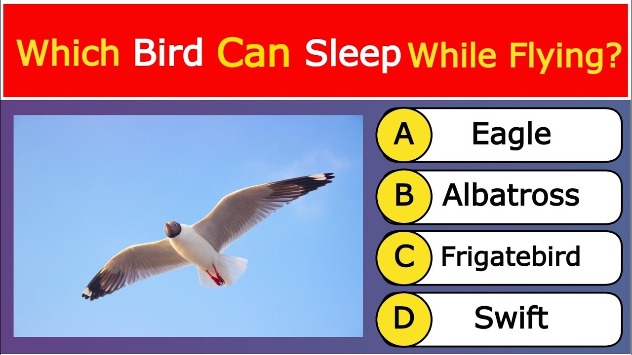 Which Bird Can Sleep While Flying ? GK | English GK | GK in English | gk question english mein