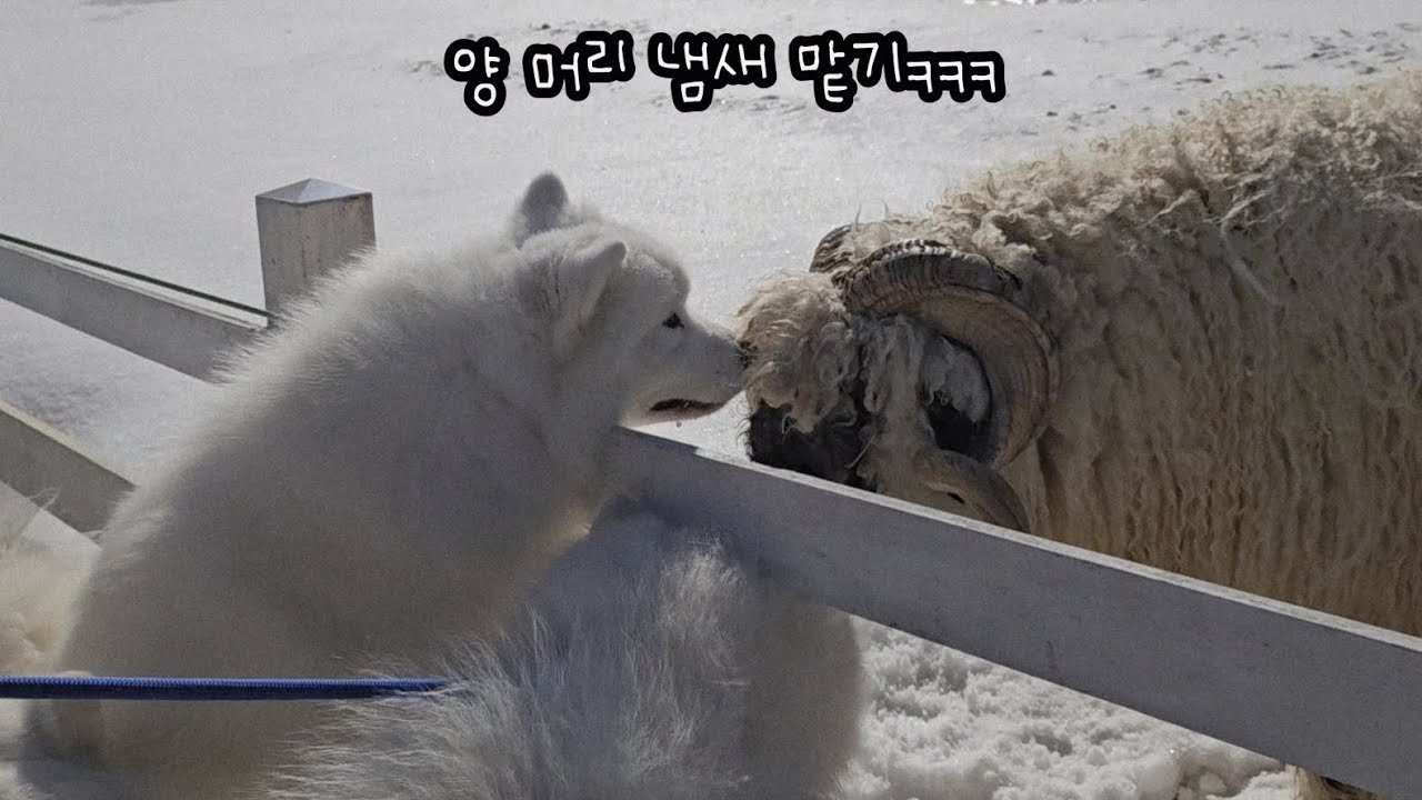 겨울왕국