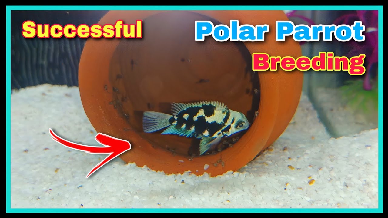 Successful Polar Parrot Fish Breeding Tutorial 😍😍 || Breeding Cichlid Fish at Home