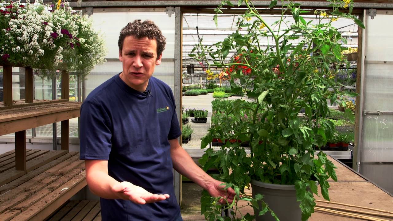Training Your Tomato