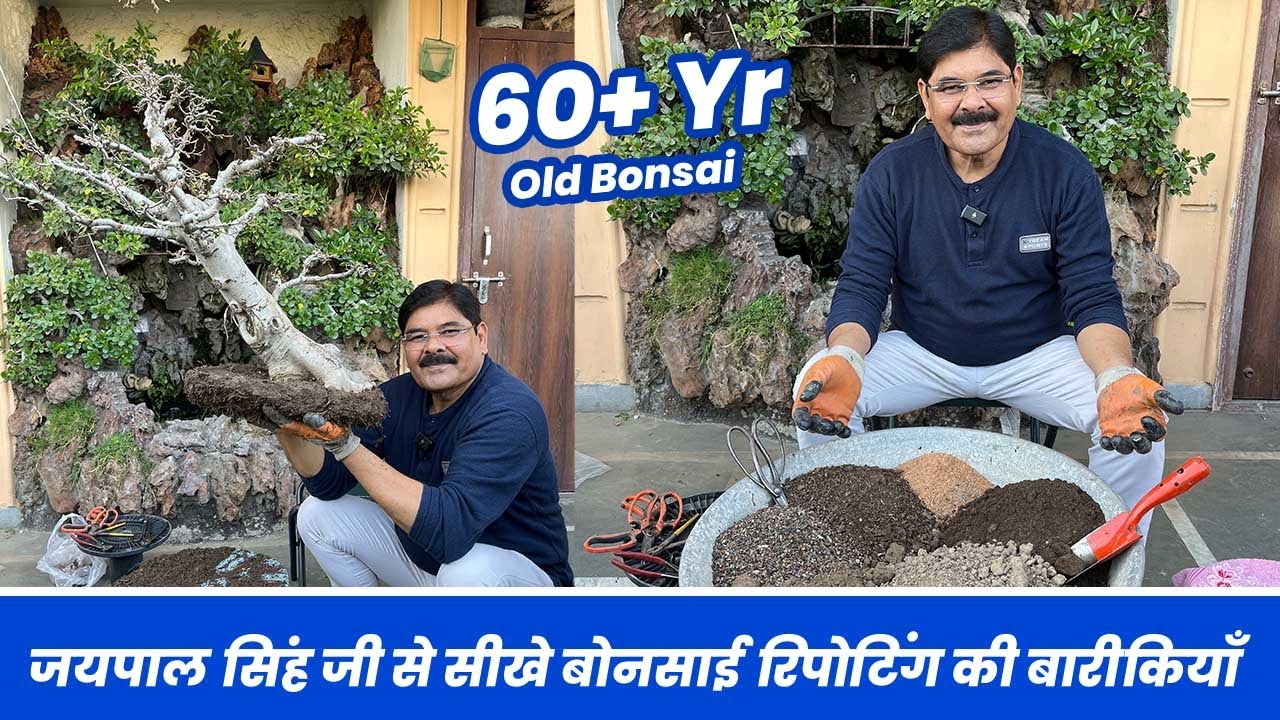 जयपाल सिंह जी से सीखे बोन्साई रिपोटिंग की बारीकियाँ 👌🪴 Step By Step Bonsai Repotting Tutorial 😱