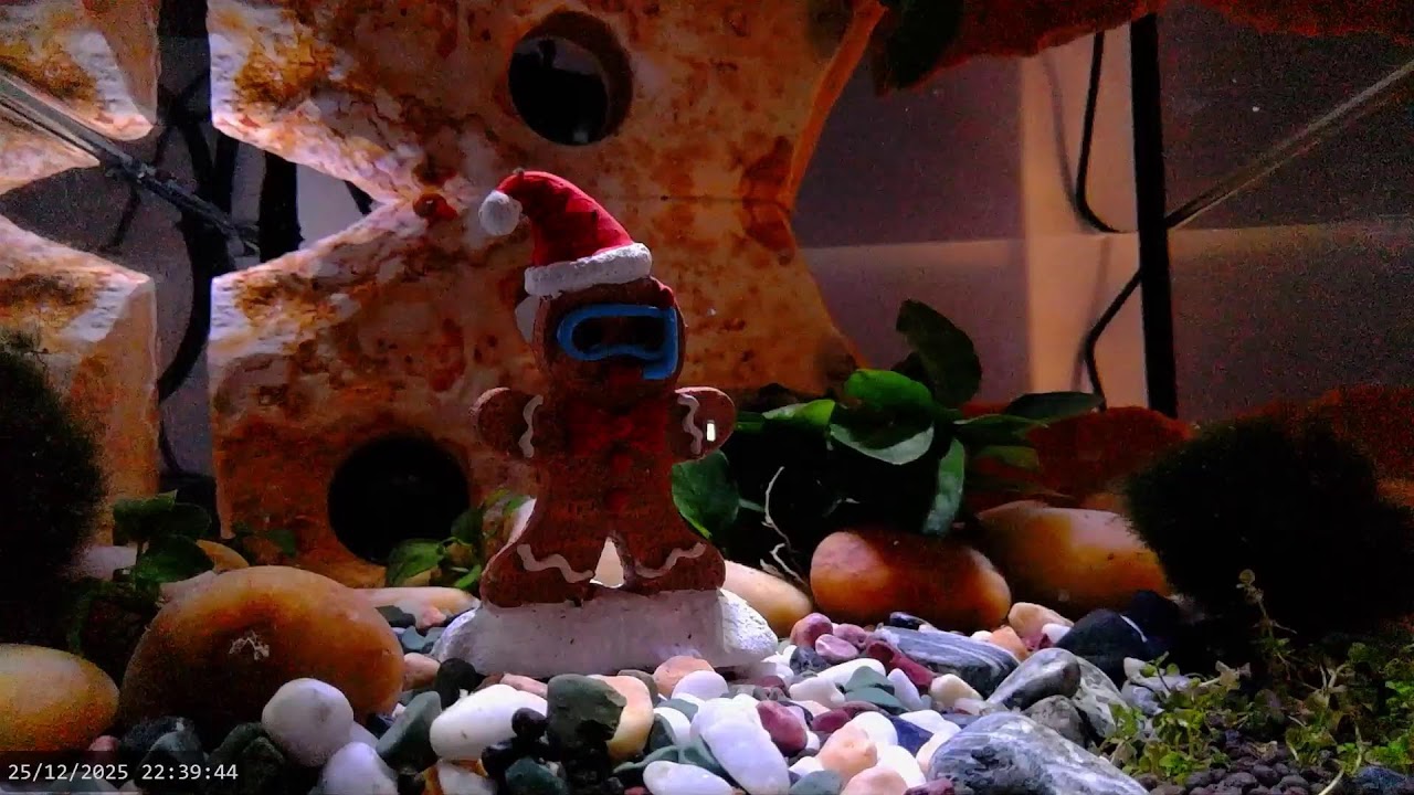 Merry Christmas - Shrimp LIVE