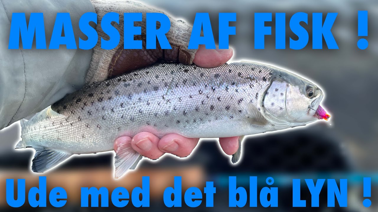 KajBjerg 🐟 Masser af fisk 🎣 Hav&oslash;rred Fiskeri