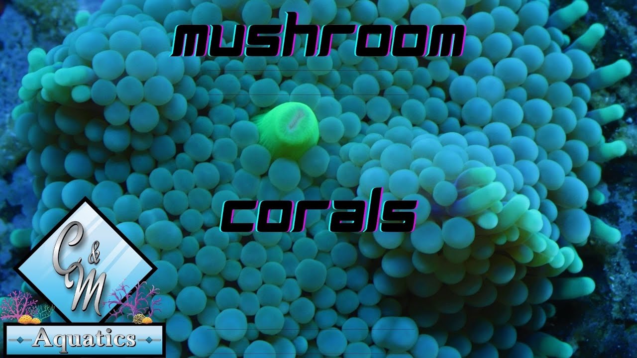 Mushroom coral care and tips