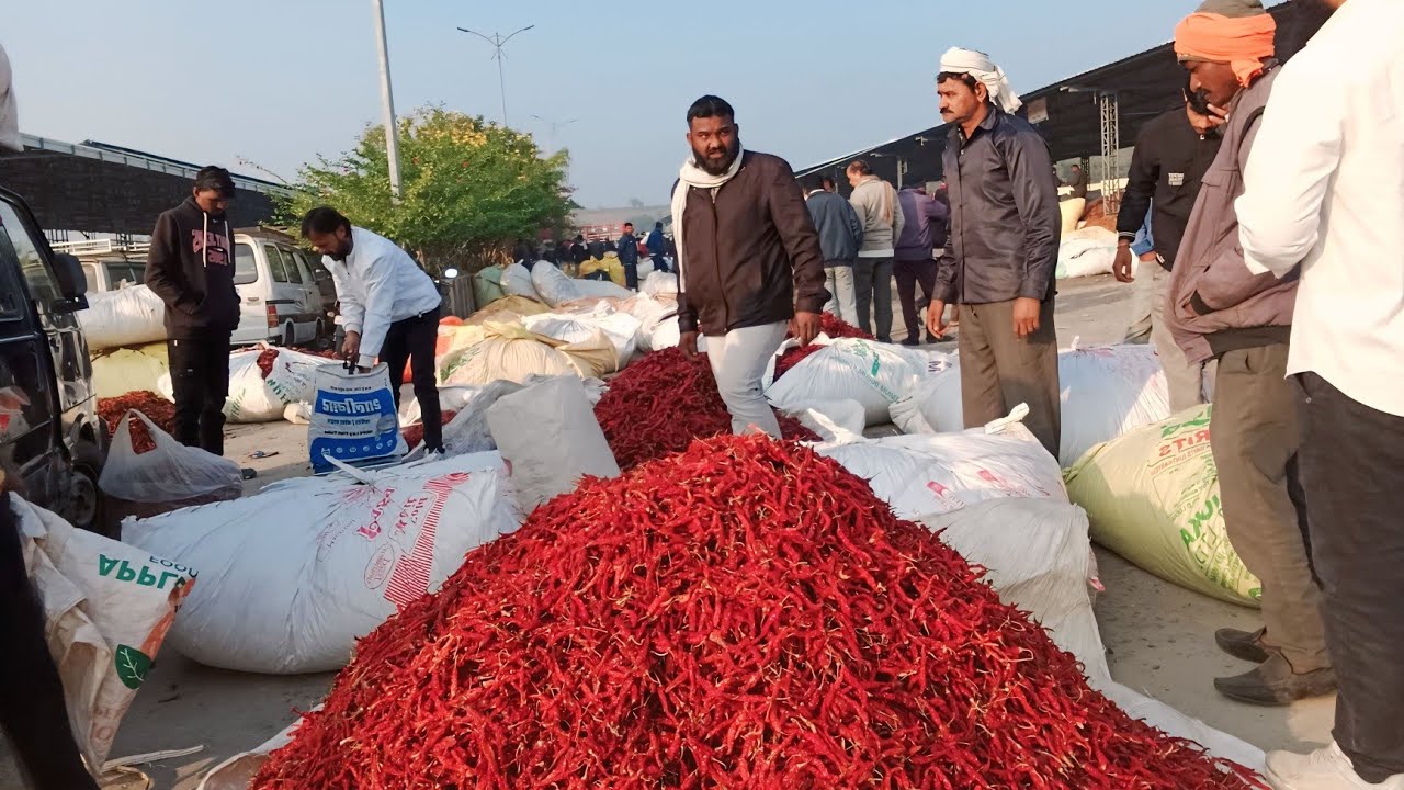 मिर्ची का भाव आज और बड़ गया देखे || कुक्षी अंबाडा मिर्ची मंडी भाव आज का || 16 दिसम्बर 2025 || Mirchi