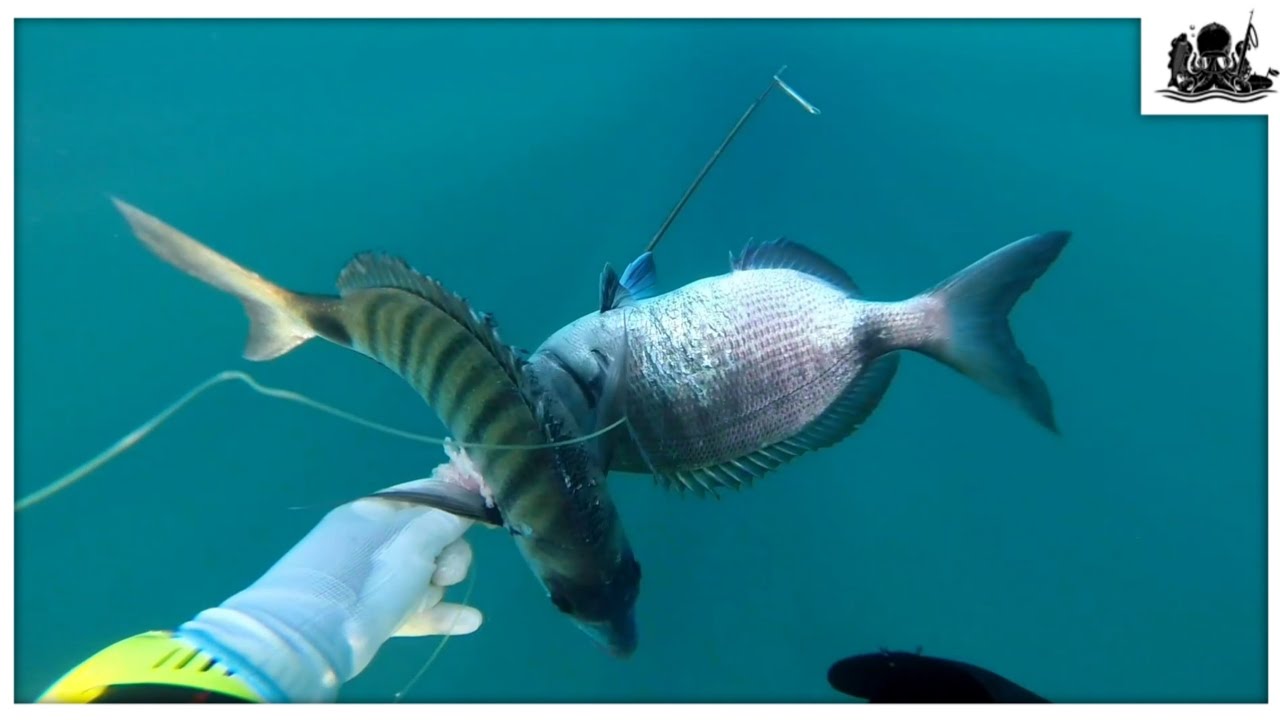 LUBINAS y SARGOS de invierno Pesca Submarina 2024 - DIEGO SANCHEZ