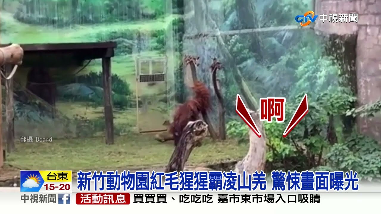 動物園紅毛猩猩霸凌山羌畫面曝 來回磨地狂撞樹│中視新聞 20220130