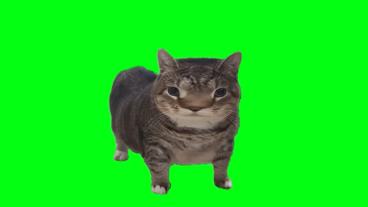 OIIA OIIA CAT but something went wrong
