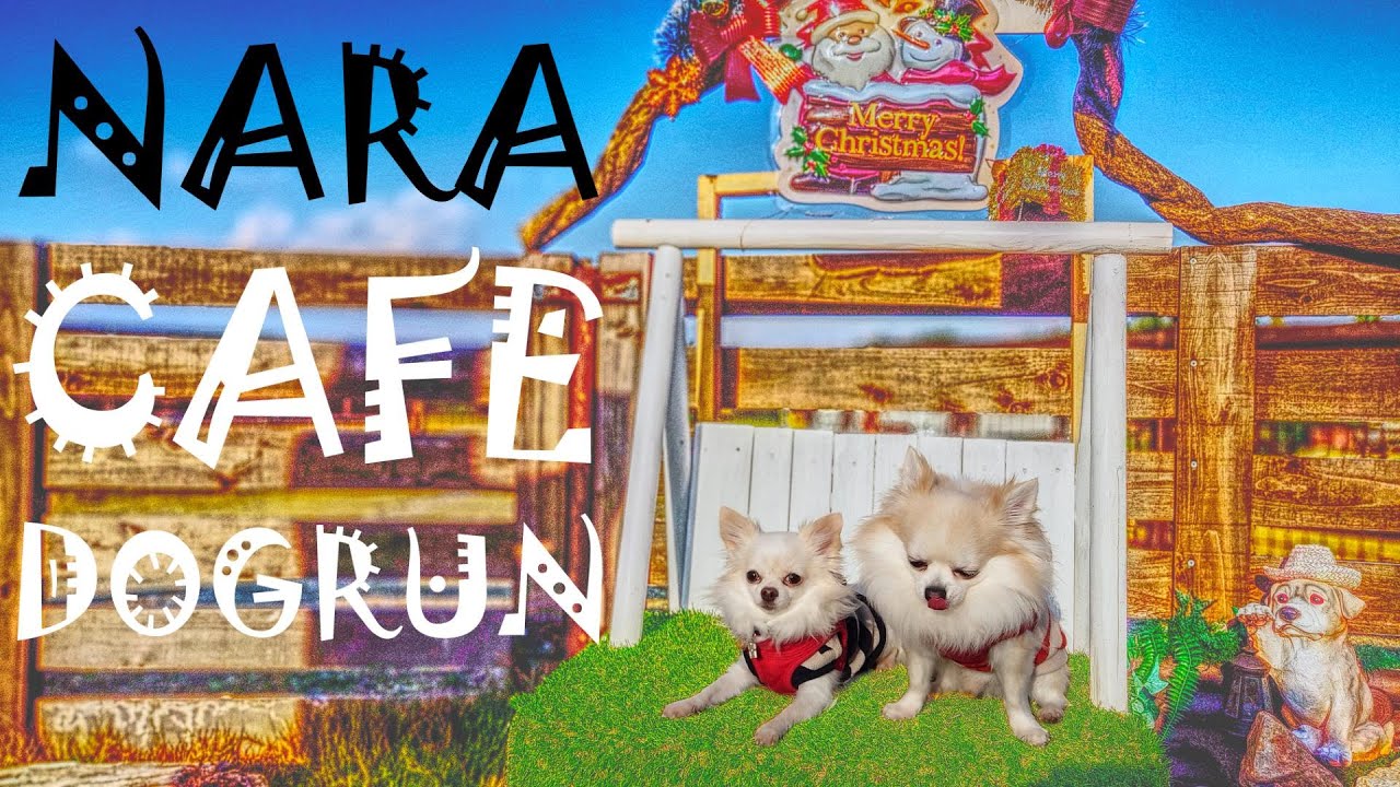 奈良県葛城市の🎃カントリーロード🎃でワンコとランチ！🐕‍🦺カントリードッグランハル🐕‍🦺で過ごす
