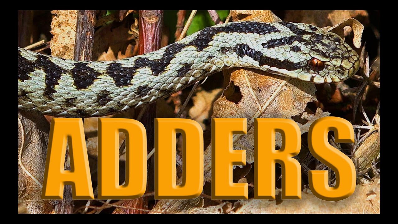 Vipera Berus - Adder Courtship - UK Herping - British Wildlife