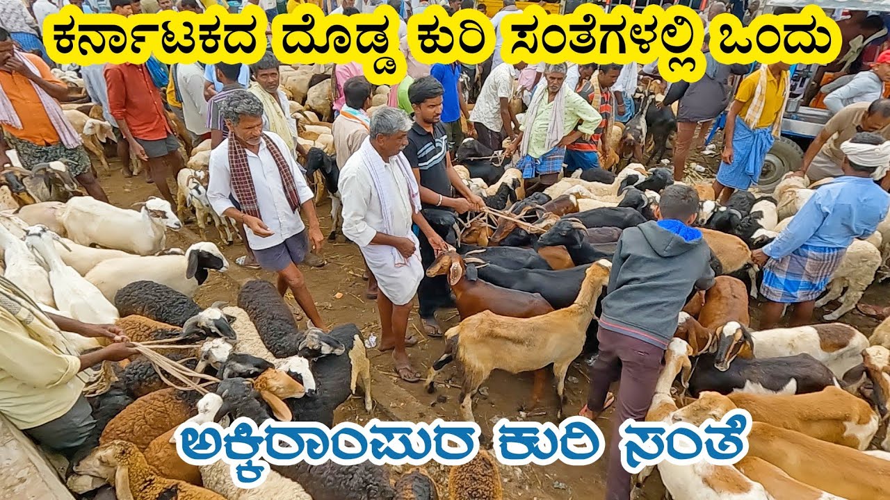 Akki Rampura sheep market - one of biggest in Karnataka