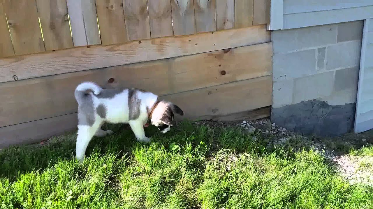 Puppy Kenzo